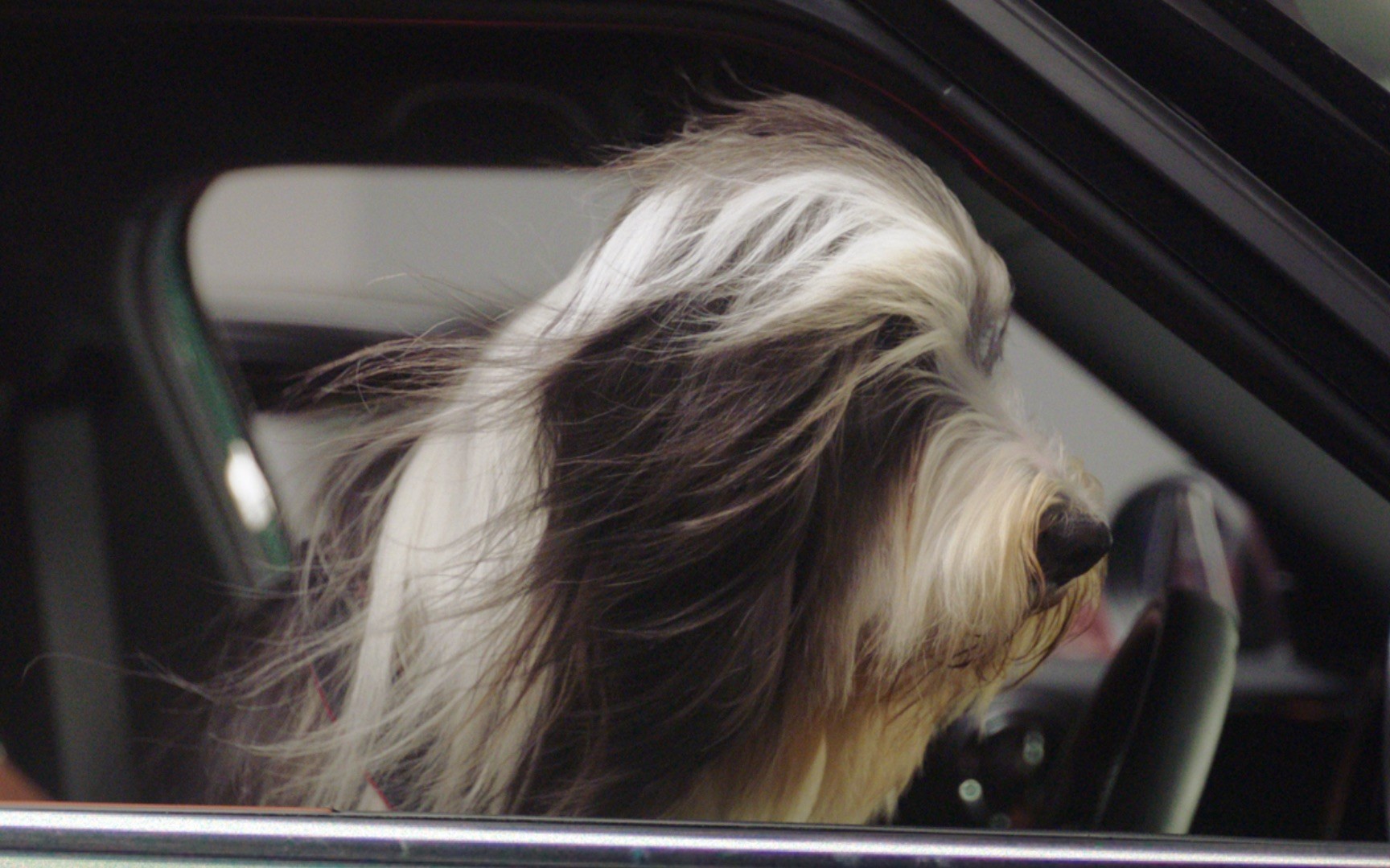 how to spot a happy dog